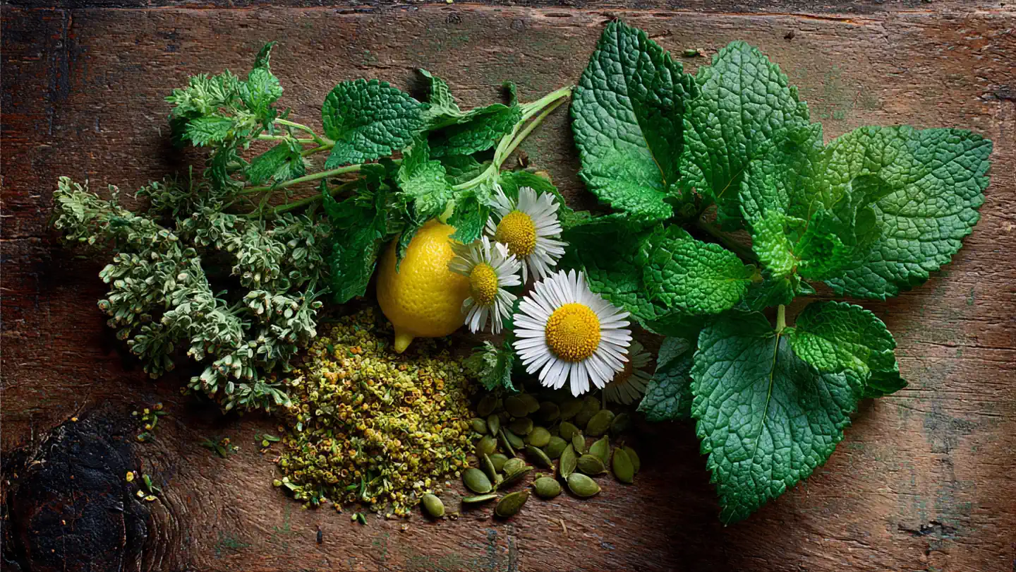 Plantas Medicinais Brasileiras: As Mais Usadas e Seus Benefícios Plantas Medicinais Brasileiras: As Mais Usadas e Seus Benefícios