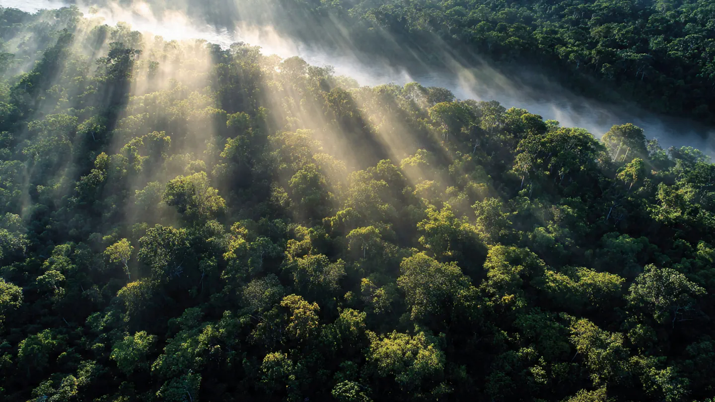 Plantas Medicinais da Amazônia: As Mais Poderosas