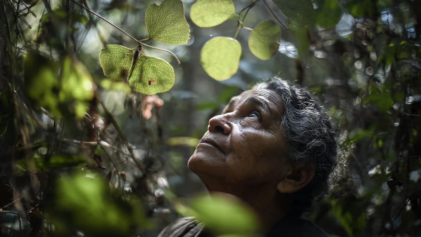 Plantas Medicinais Indígenas: O Saber dos Povos Originários